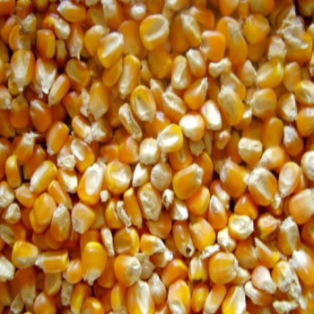 Animal Consumption Corn